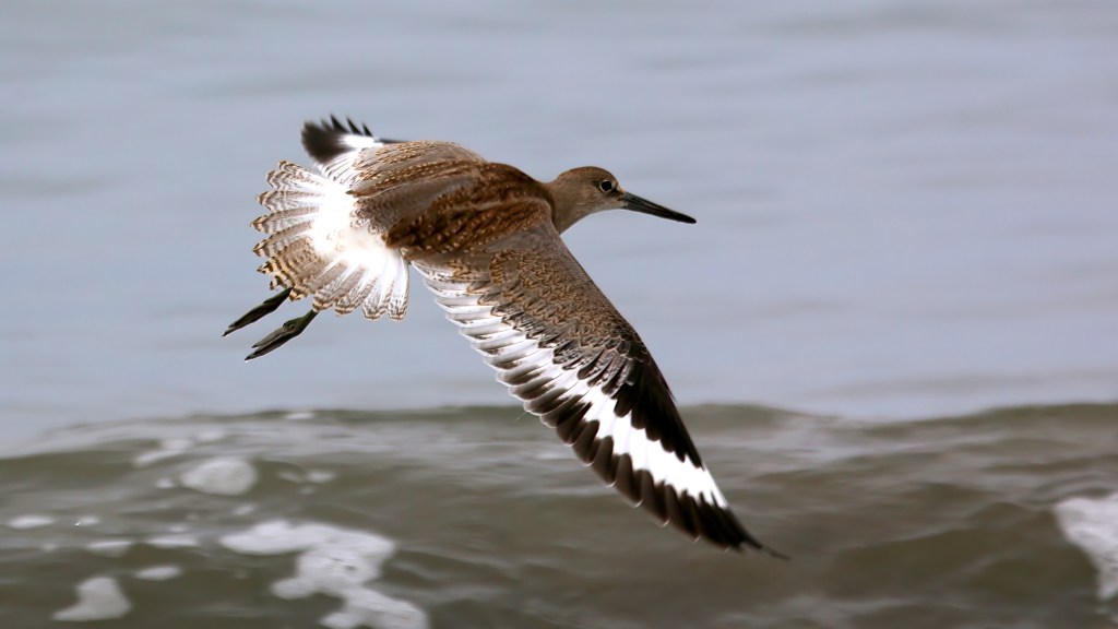 Willet flying over shallow water.