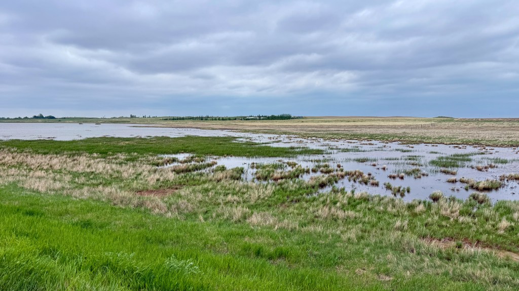 Prairie pothole wetland surrounded by open grassland in southern Saskatchewan.