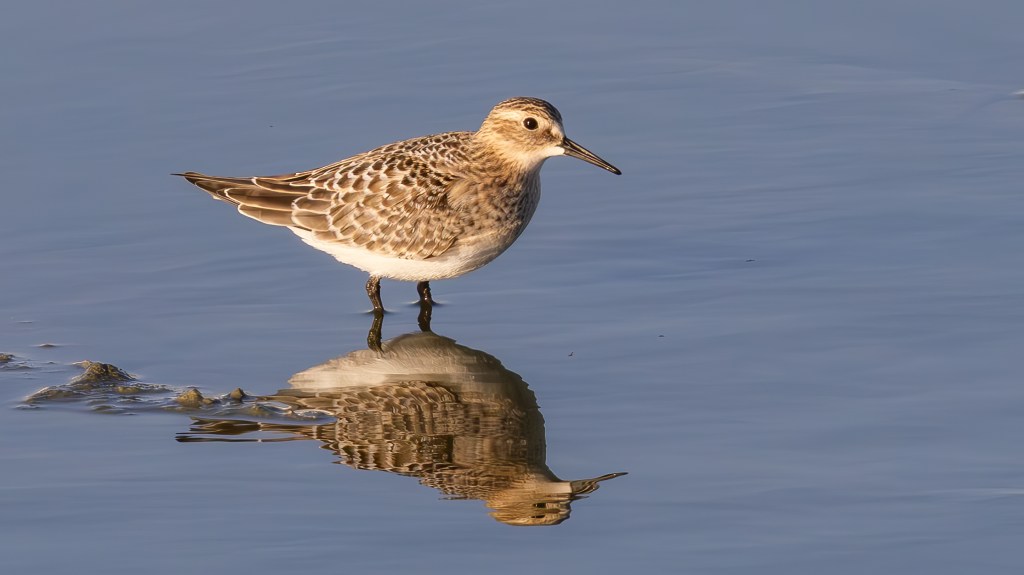 Shorebird standing in shallow water with its reflection visible