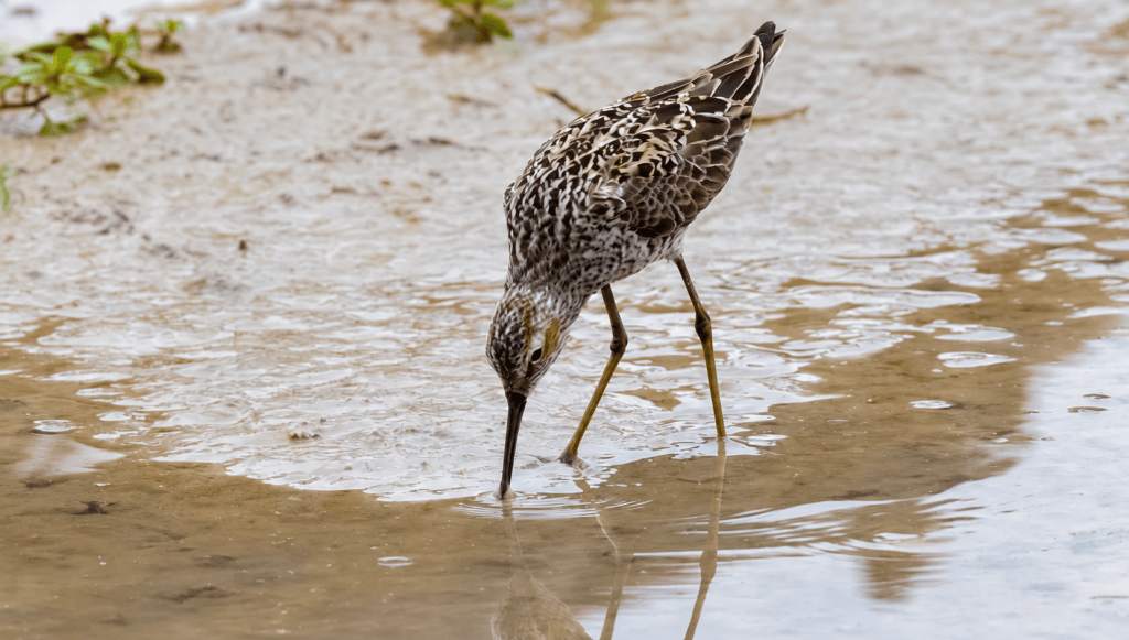 Stilt Sandpiper probing for food in shallow muddy water.