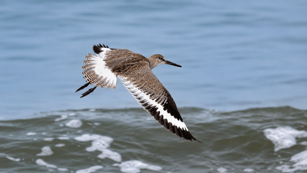 Willet flying low over ocean waves with its bold black-and-white wing pattern fully visible.