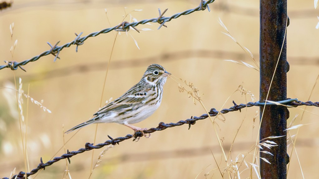 Vesper Sparrow perched on a barbed-wire fence among dry prairie grasses.