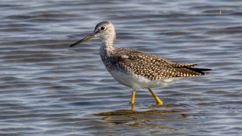 Greater Yellowlegs wading in shallow water.