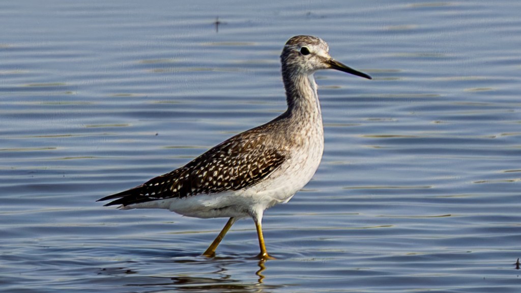 Lesser Yellowlegs wading in shallow water.