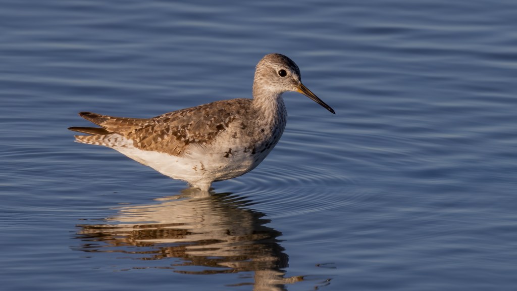 Lesser Yellowlegs wading through shallow water in search of arthropods, worms and other crustaceans.