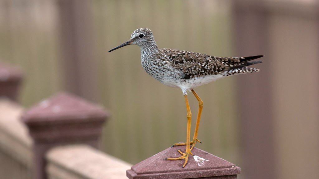 Lesser Yellowlegs perched on a post, showing its long yellow legs and slender bill.