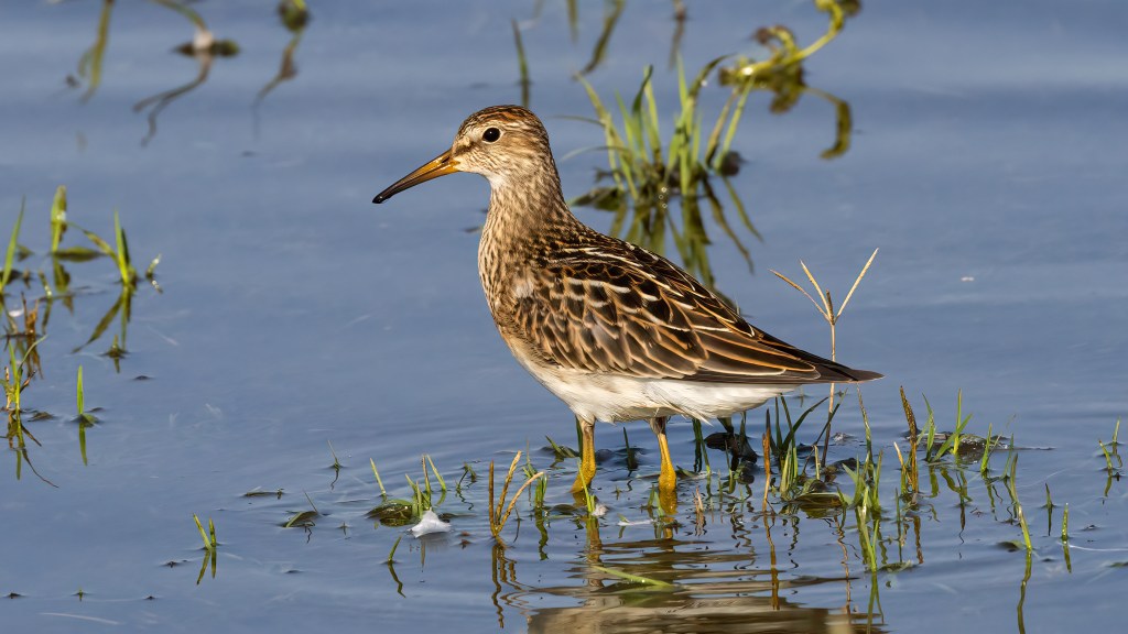 Pectoral Sandpiper standing among sparse grasses in shallow wetland water.