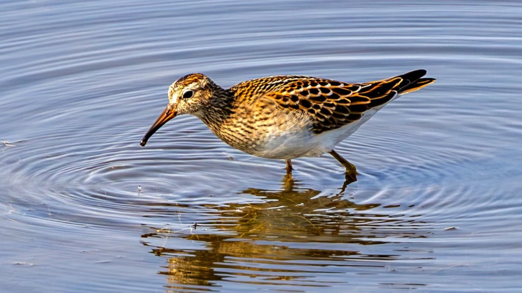 Pectoral Sandpiper wading in shallow water.