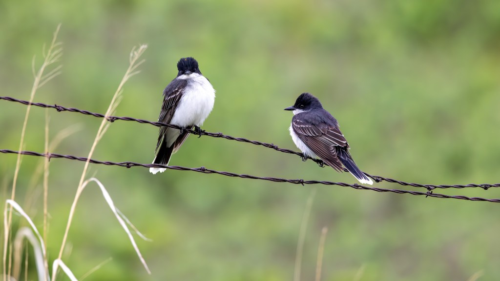 Two Eastern Kingbirds perched on a barbed-wire fence against a soft green grassland background.