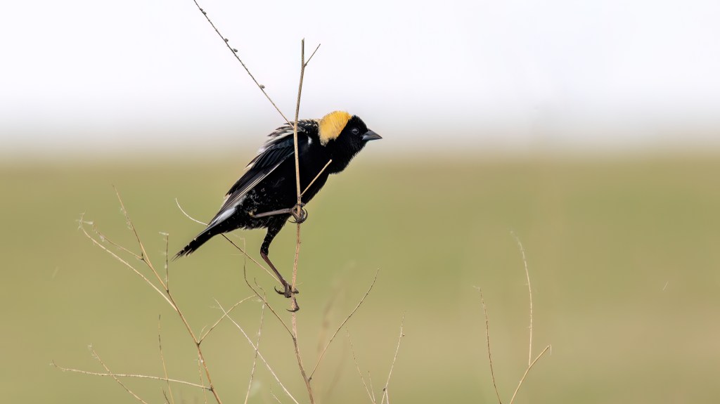 Male Bobolink perched on a slender grass stem in open prairie habitat.