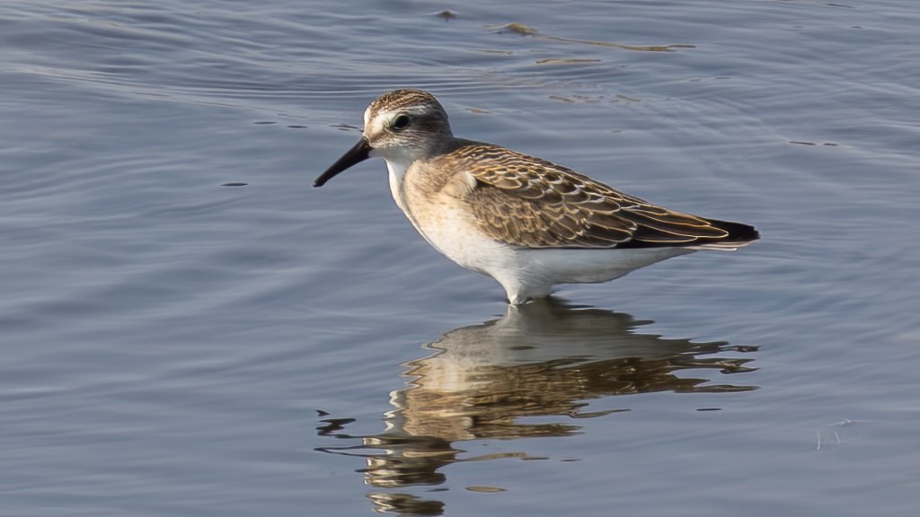 Semipalmated Sandpiper standing in shallow water with its reflection visible below.