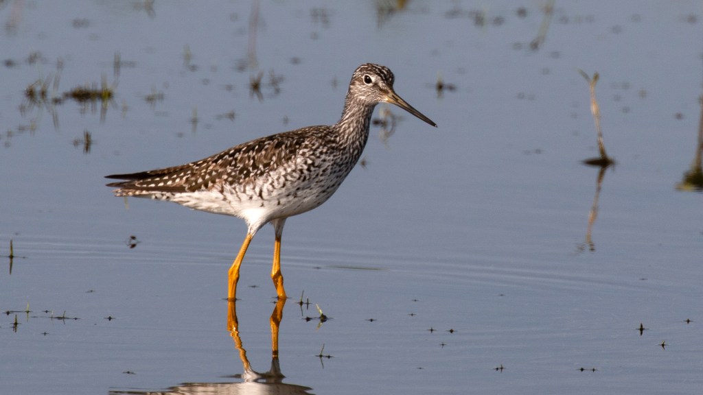 Greater Yellowlegs standing in shallow wetland water, showing its long yellow legs and slightly upturned bill.