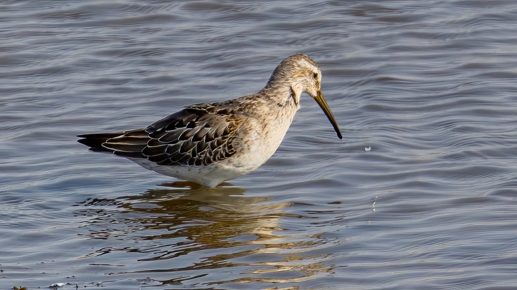 Stilt Sandpiper wading in shallow water.