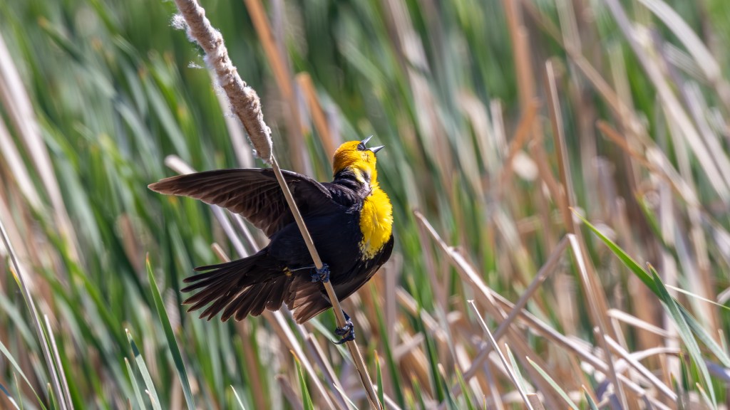 Male Yellow-headed Blackbird calling with one wing extended while perched on a cattail among dense marsh vegetation.