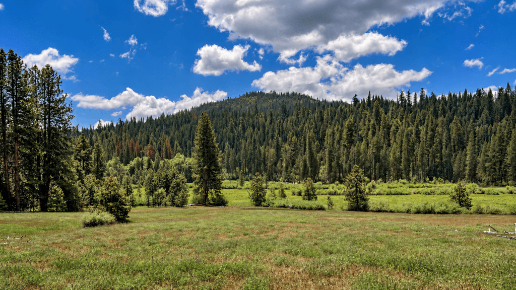 Open meadow surrounded by dense conifer forests and forested mountain slopes in Wawona, Yosemite National Park, beneath a blue sky filled with billowing white clouds.