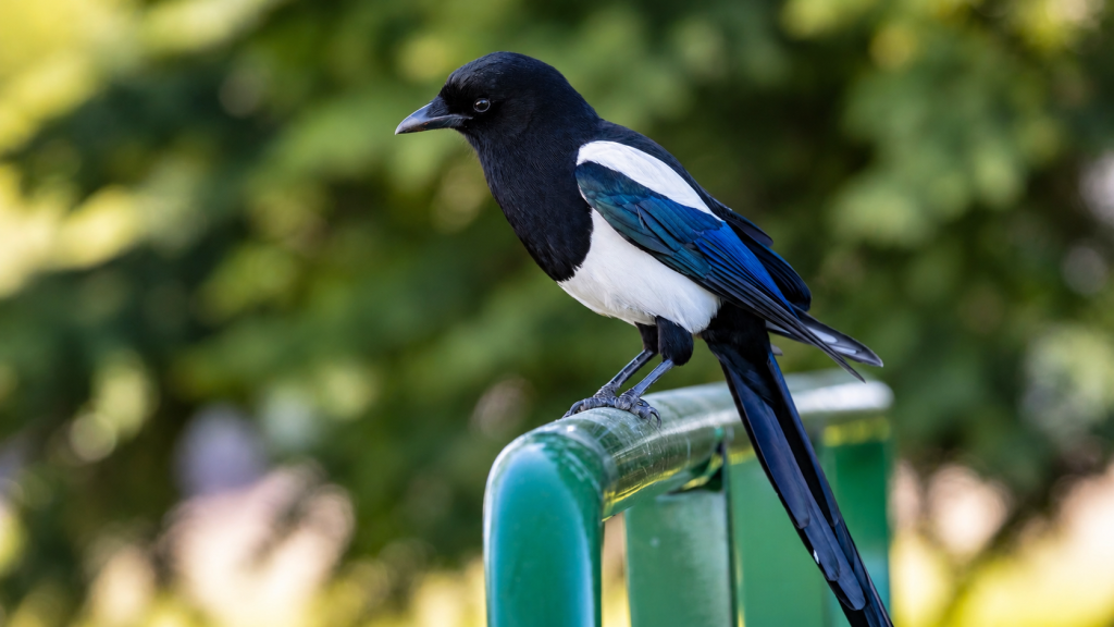 Eurasian Magpie perched on a green metal railing, displaying glossy black-and-white plumage, iridescent blue wings, and a long, dark tail against a softly blurred green woodland background.