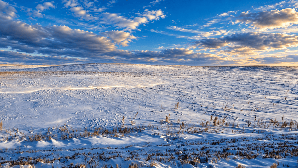 Snow-covered Saskatchewan prairie stretching toward a distant horizon beneath a dramatic blue sky filled with layered clouds and warm golden light. Wind-sculpted snowdrifts and scattered dry grasses fill the foreground.