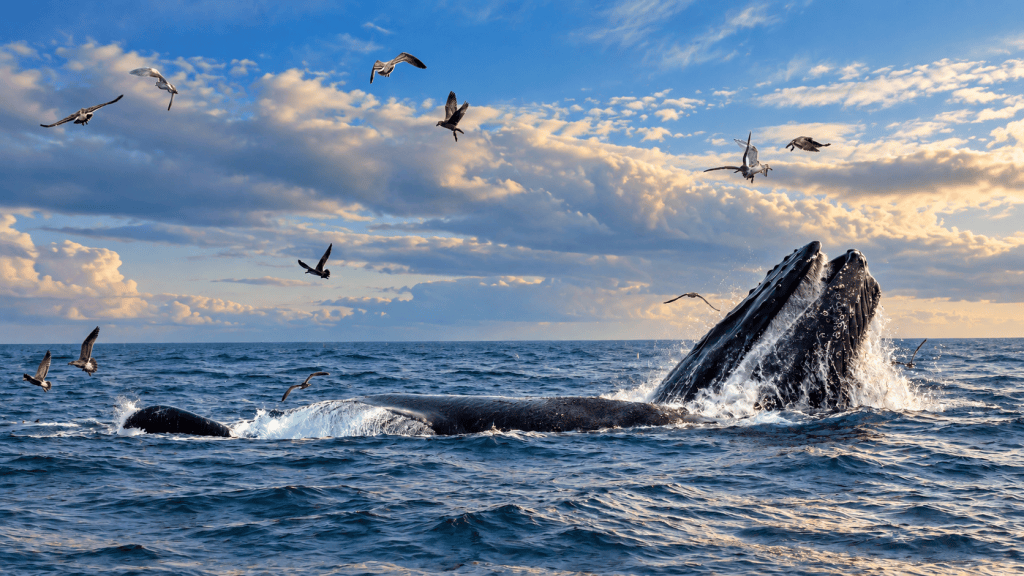 A humpback whale lunges above the ocean surface amid splashing waves, surrounded by soaring seabirds beneath a dramatic blue sky with golden, sunlit clouds.