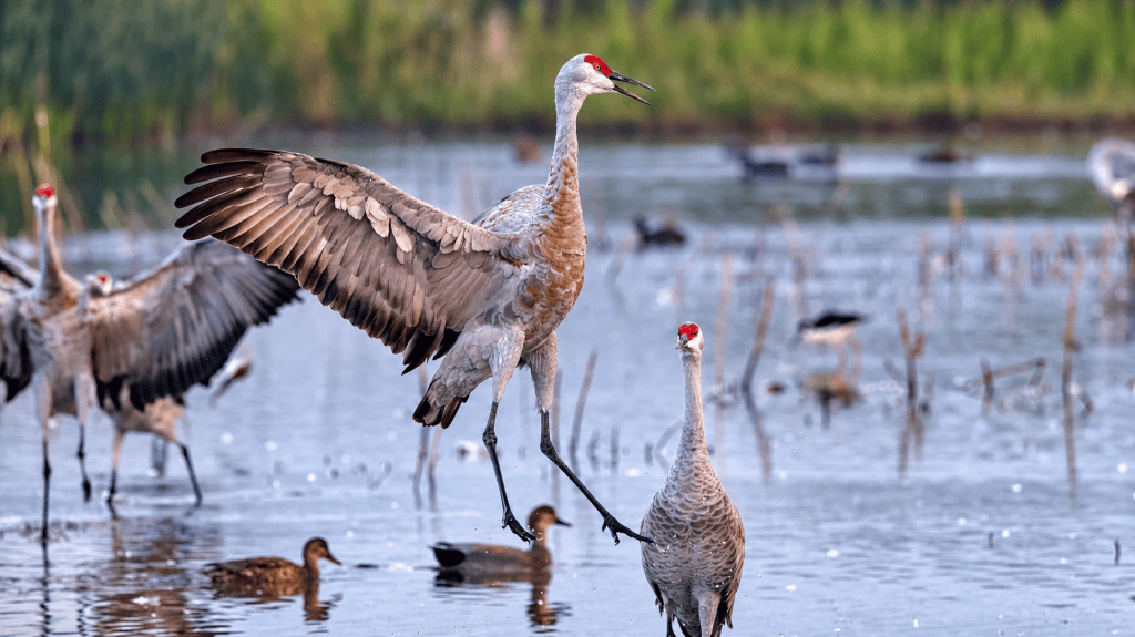 Sandhill Crane leaping above shallow wetland water with one wing extended and its bill open, surrounded by other cranes and swimming ducks.