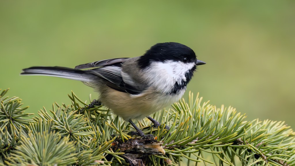 Black-capped Chickadee perched on an evergreen branch, displaying its black cap and throat, white cheeks, gray wings, and softly fluffed plumage against a smooth, blurred green background.